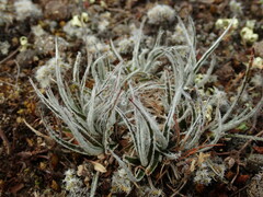 Luzula ulophylla