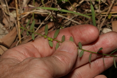 Phyllanthus virgatus