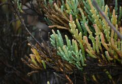 Arthrocaulon macrostachyum