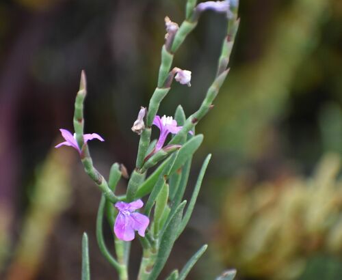 Limoniastrum monopetalum