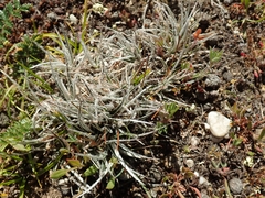 Luzula ulophylla
