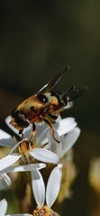 Austalis pulchella