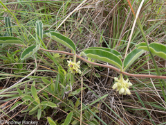 Raphionacme procumbens