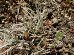 Luzula ulophylla