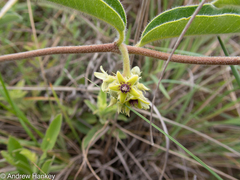 Raphionacme procumbens