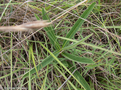 Raphionacme galpinii