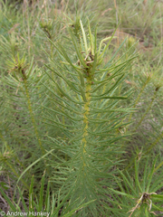 Berkheya subulata subulata