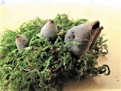 Bryoperdon acuminatum