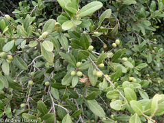 Mystroxylon aethiopicum