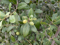 Mystroxylon aethiopicum