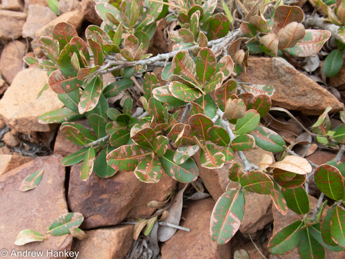 Zulu Milkberry (Manilkara concolor)