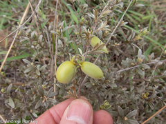 Diospyros lycioides nitens