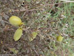 Diospyros lycioides nitens