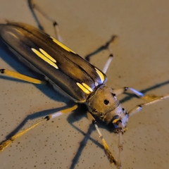 Pantomallus pallidus