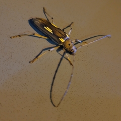 Pantomallus pallidus