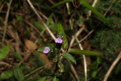Rostellularia obtusa