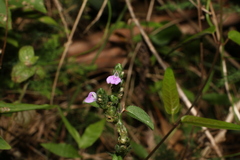 Rostellularia obtusa