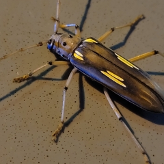 Pantomallus pallidus