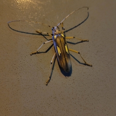 Pantomallus pallidus