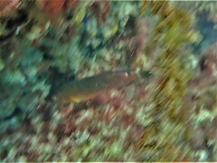 Austrolabrus maculatus