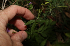 Glycine tabacina