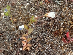 Epilobium hectori