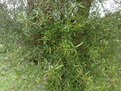 Coprosma linariifolia
