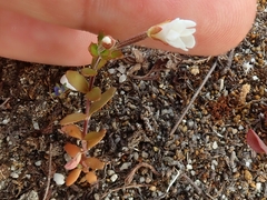 Epilobium hectori
