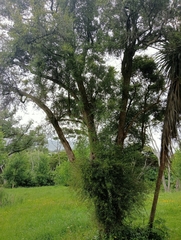 Coprosma linariifolia