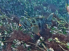 Goniistius rubrolabiatus