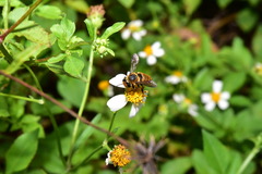 Megachile rufovittata