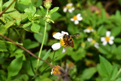 Megachile rufovittata