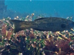 Olisthops cyanomelas