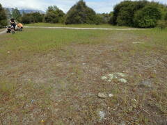 Luzula rufa albicomans