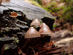 Mycena bulliformis