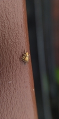 Cytaea