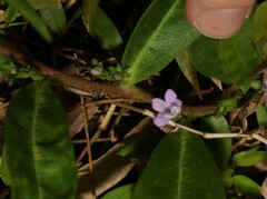 Eremophila debilis
