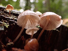 Mycena bulliformis