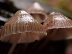 Mycena bulliformis