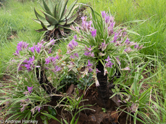 Xerophyta vallispongolana