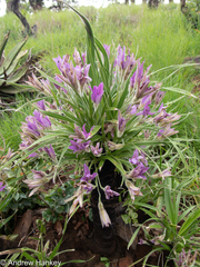 Xerophyta vallispongolana