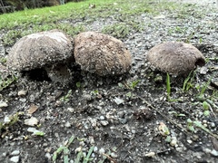 Agaricus incultorum