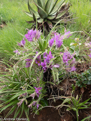 Xerophyta vallispongolana