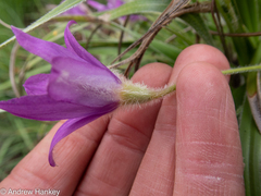 Xerophyta vallispongolana