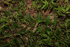 Eremophila debilis