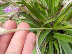 Xerophyta vallispongolana