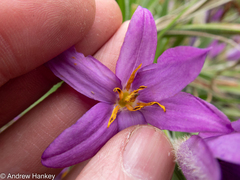 Xerophyta vallispongolana