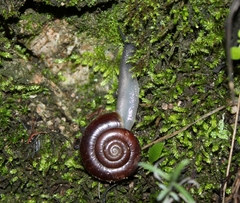 Glyptostoma gabrielense