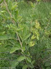 Pseudarthria hookeri