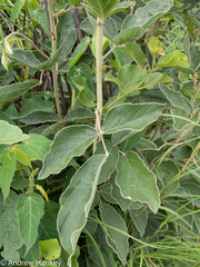 Pseudarthria hookeri